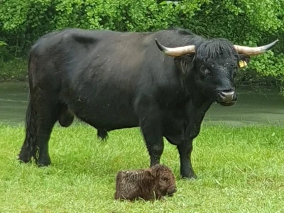 Farma škotskih goveda kod Jajca
