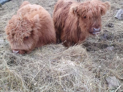 Farma škotskih goveda kod Jajca