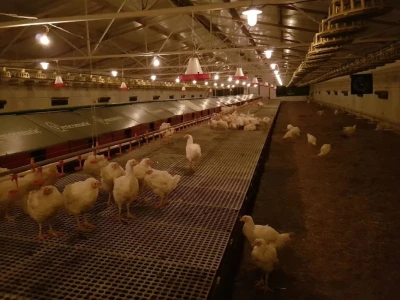 Farma Velibora Popovića proizvešće 4,5 miliona rasplodnih jaja