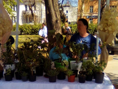 Festival cvijeća