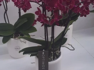 FOTO PUTOVANJE U KRALJEVINU CVIJEĆA