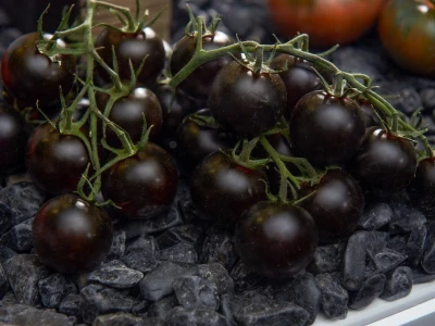 Fruit Logistica 2019