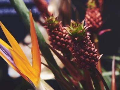 Fruit Logistica 2019
