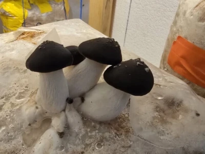 Fungifarm Đapa