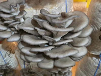 Fungifarm Đapa