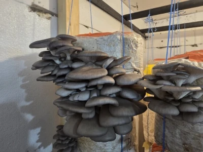 Fungifarm Đapa