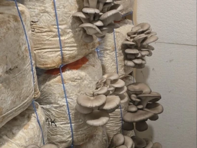 Fungifarm Đapa