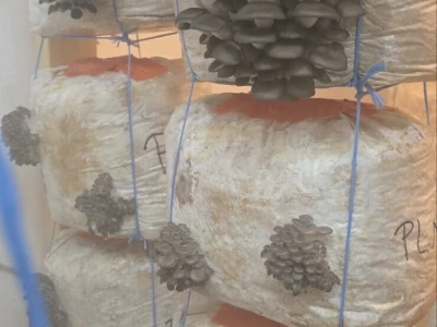 Fungifarm Đapa