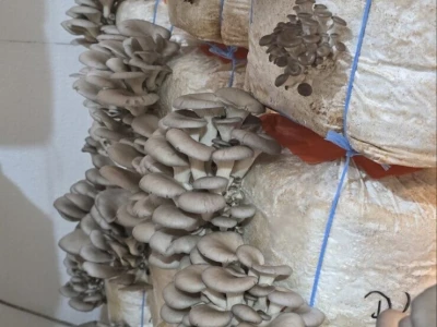 Fungifarm Đapa