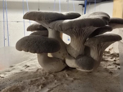 Fungifarm Đapa