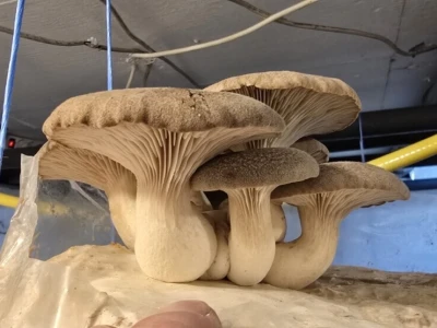 Fungifarm Đapa
