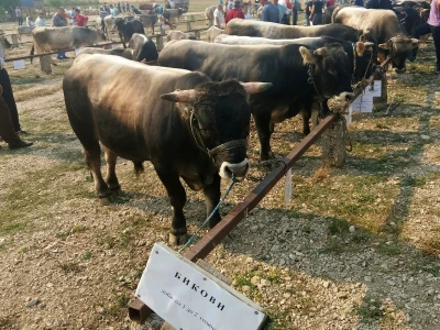 Gatačko goveče
