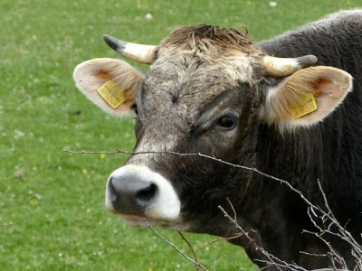 Gatačko goveče