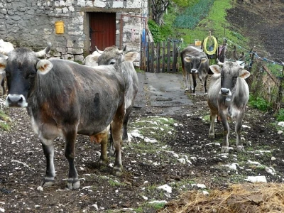 Gatačko goveče