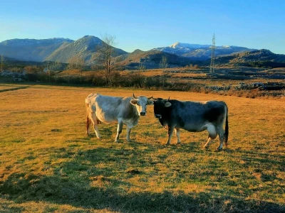 Gatačko goveče