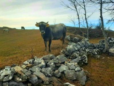 Gatačko goveče