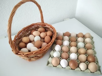 Gazdinstvo Alić