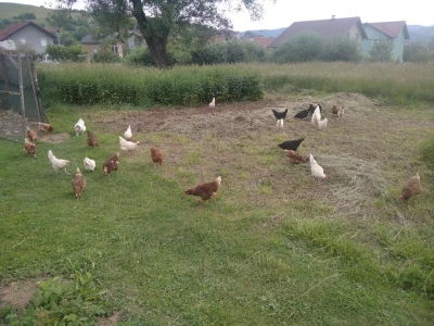 Gazdinstvo Alić