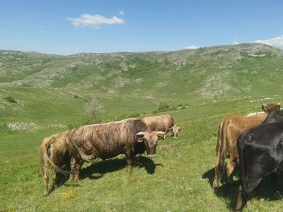 Da sam ptica i da imam krila...