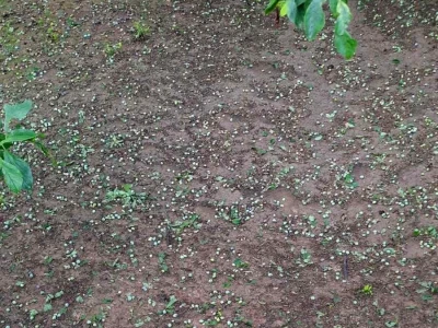 Grad poharao usjeve u Verićima kod Banja Luke