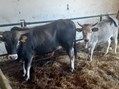 Green Angus Murari iz Motovuna
