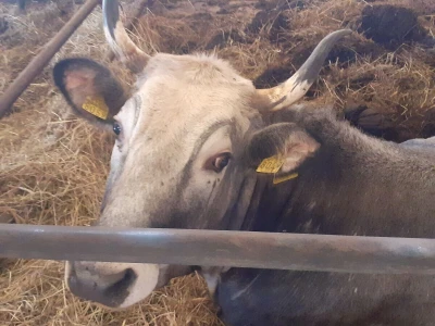 Green Angus Murari iz Motovuna