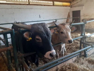 Green Angus Murari iz Motovuna
