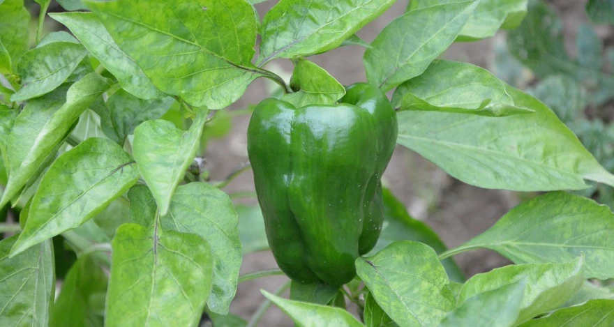 Paprika