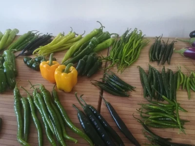 Growtech turski sajam poljoprivrede