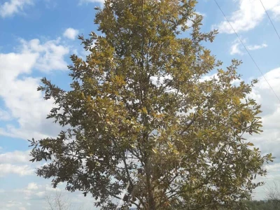 Hrastova mrežasta stjenica