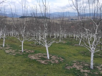 Vegetacija šljiva u petrovačkoj opštini