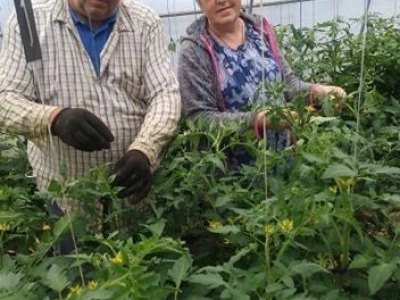 Ibrahim i Jasminka Ajanović: Uz plastenik se podmlađujemo