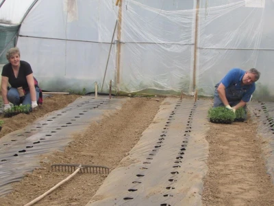 Ibrahim i Jasminka Ajanović: Uz plastenik se podmlađujemo