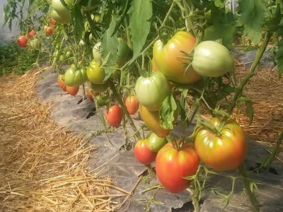 Ibrahim i Jasminka Ajanović: Uz plastenik se podmlađujemo