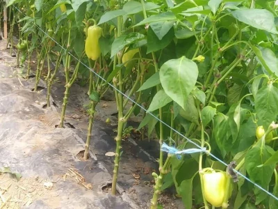 Ibrahim i Jasminka Ajanović: Uz plastenik se podmlađujemo