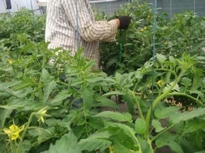 Ibrahim i Jasminka Ajanović: Uz plastenik se podmlađujemo