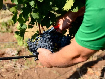 Imako vinarija