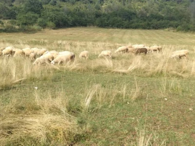 Imanje Snježane Marković u naselju Margetići na Sokocu