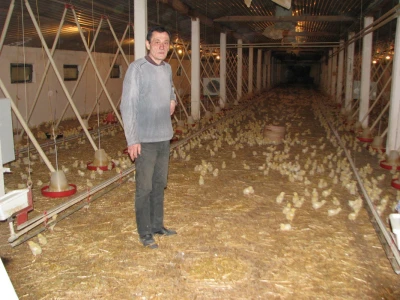 Božo među 12000 pilića