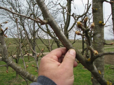 Vegetacija poranila a orezivanje kasni