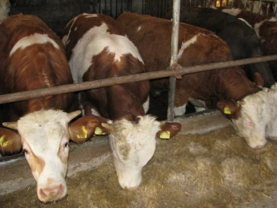 farma
