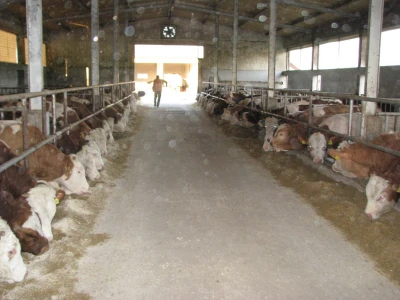 farma je puna