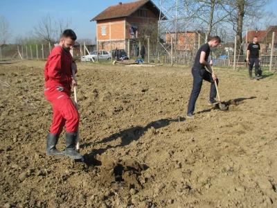 kopanje rupa za sadnju voća