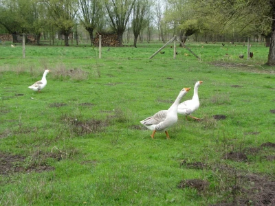 gusani trže kod guske
