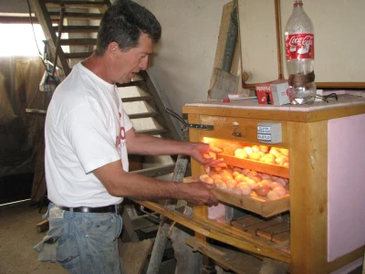 inkubator