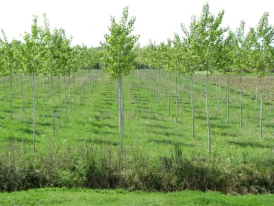 Plantaža topole