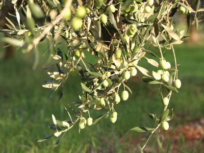 BERBA MASLINA U HERCEGOVINI