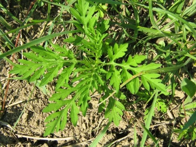 Ambrozija