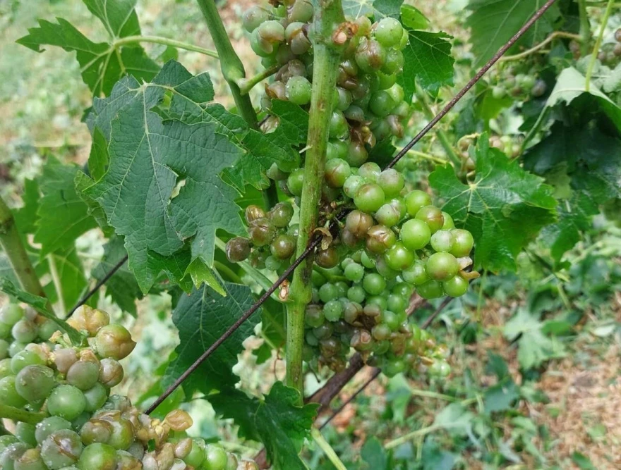 uni&scaron;tena loza