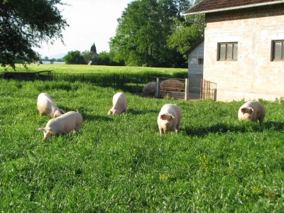 Mirkove krmače